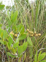 /album/fotogaleria-galeria-fotografica/a36-jpg/