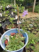 /album/fotogaleria-galeria-fotografica/a52-jpg/